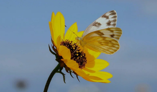 上海市腦卒中臨床救治中心