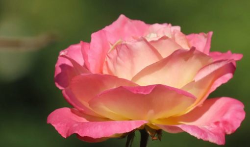 上海運動損傷康復中物理治療工具的正確使用方法